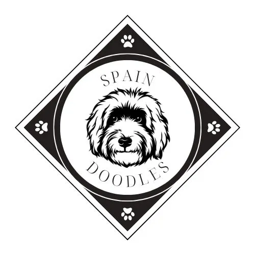 Criador de labradoodles australianos